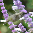 Ruby-throated Hummingbird