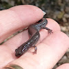 Zigzag salamander - lead phase