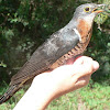 Red-Chested Cuckoo