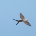 Juvenile Scissor-tailed Flycatcher