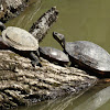 Midland Painted Turtle