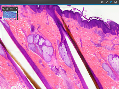 How to get Atlas Interactivo Histología 1 lastet apk for pc