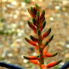 Aloe Vera flower