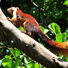 Indian giant squirrel