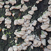 Unknown Bracket Mushroom