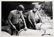 Varkenshouderij met 3000 varkens