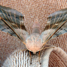 Poplar Hawk-moth