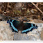 Indian Blue Admiral