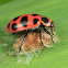 Spotted Lady Beetle (on wasp cocoon it was parasitized by)