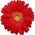 Woman Calendar/ Feminap logo