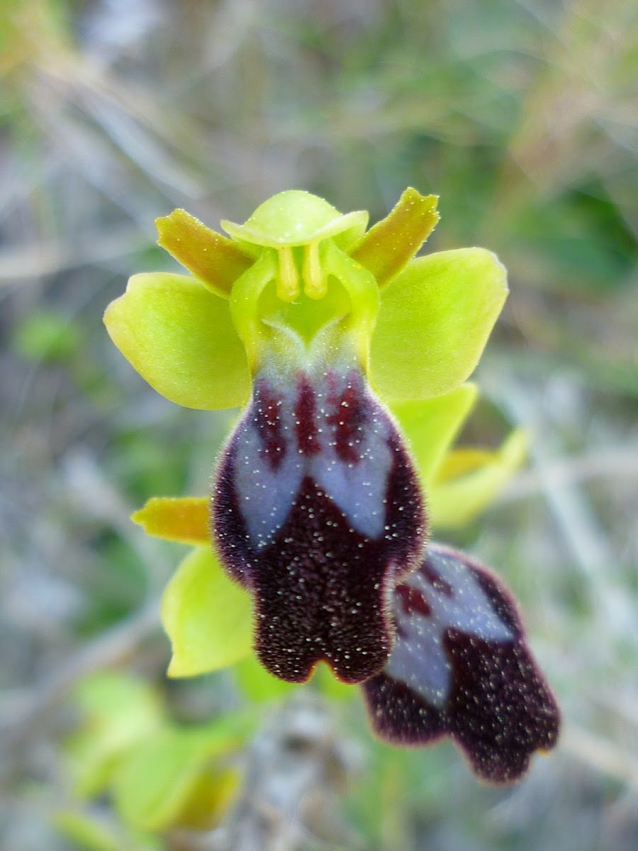 Dark Bee Orchid