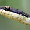 Northern tree snake