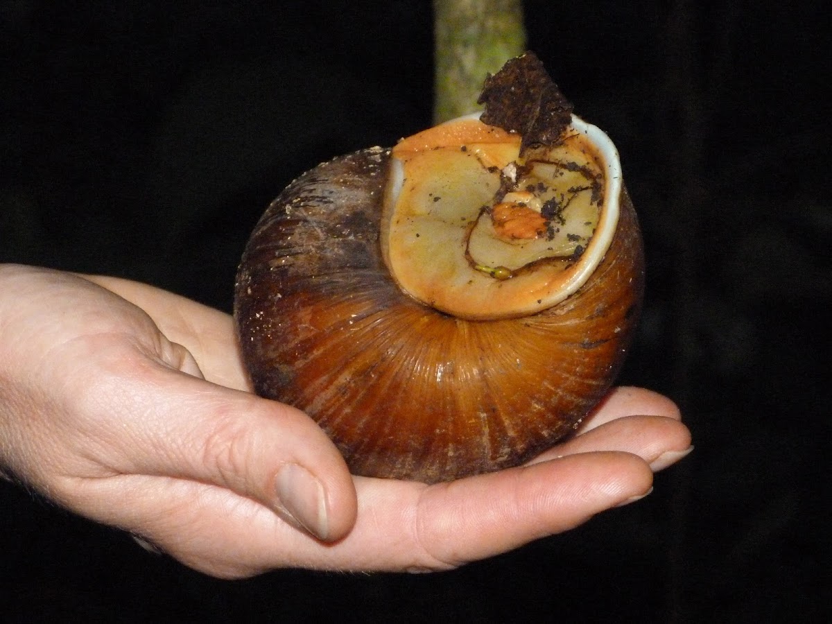 Giant Amazon land snail