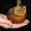 Giant Amazon land snail