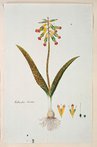 Lachenalia aloides (L.f.) Engl. var. aloides