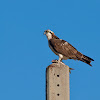 Águila pescadora (Osprey)