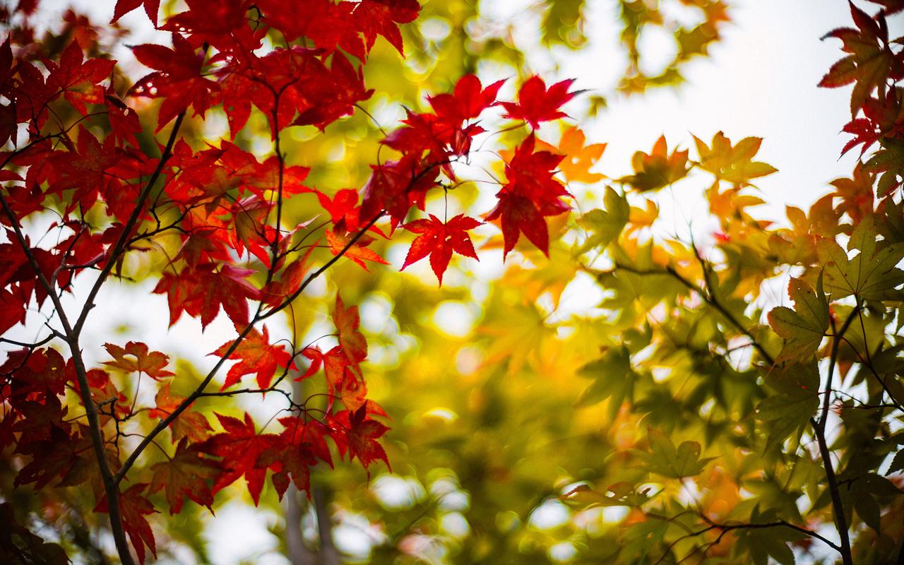 Red Leaf Down Wallpaper Android Apps On Google Play