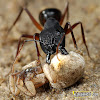 Ant eating Spider