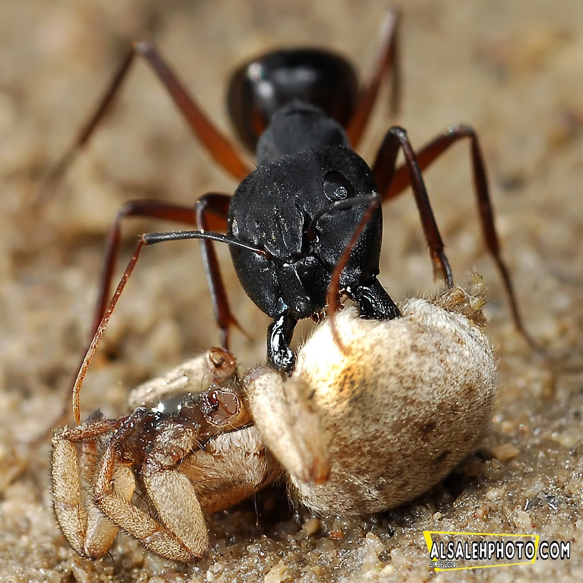 Ant eating Spider