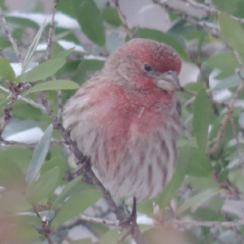 House Finch