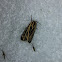 Little virgin tiger moth