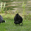 Eurasian Coot