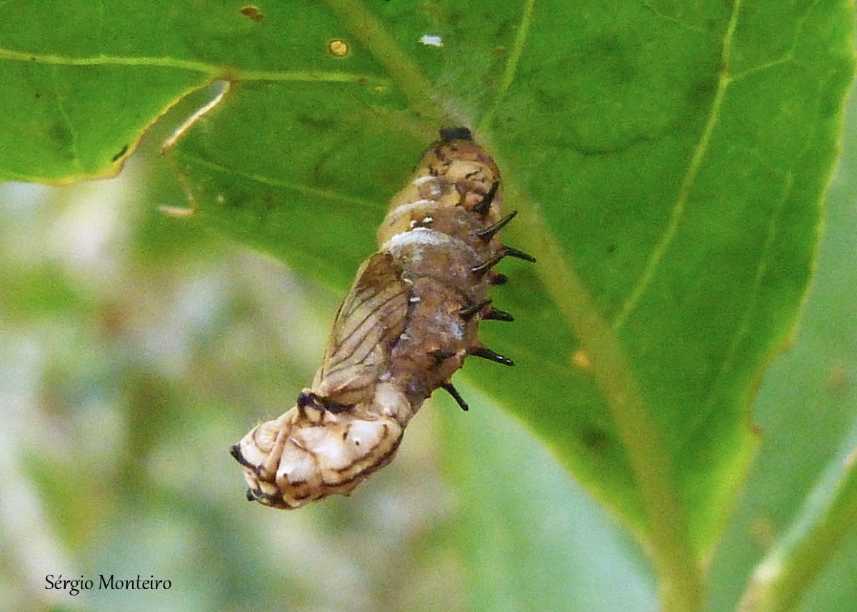 Diseased Actinote chrysalis
