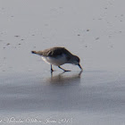 Sanderling