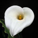 Calla Lily, Easter Lily