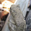 Gray or Cope's Gray Tree Frog