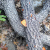 Bracket Fungus