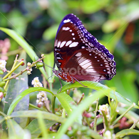 by J W - Animals Insects & Spiders