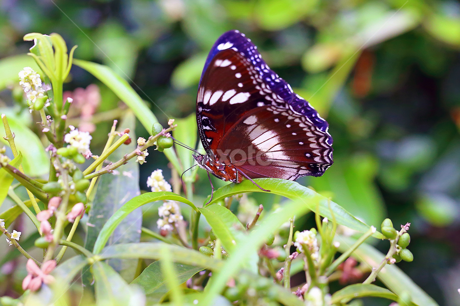 by J W - Animals Insects & Spiders