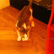 IVORY TOWER CAFE 象牙塔咖啡