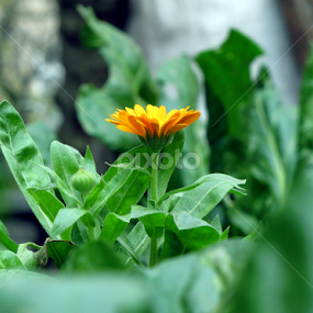 A Yellow surrounded by green by Suaib Akhter - Flowers Flowers in the Wild