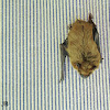 Big Brown Bat
