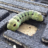 Tersa Sphinx (caterpillar)