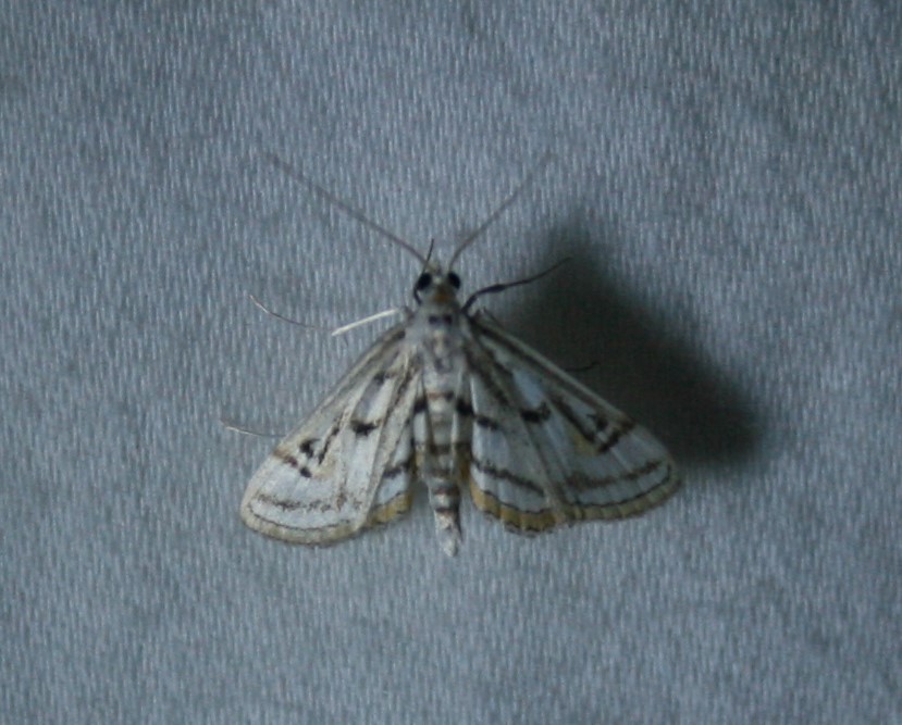 Chestnut-marked Pondweed Moth