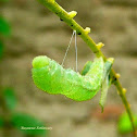 Small Grass Yellow caterpillar