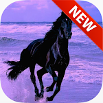 Cover Image of Descargar Black Horse Wallpapers 1.0 APK