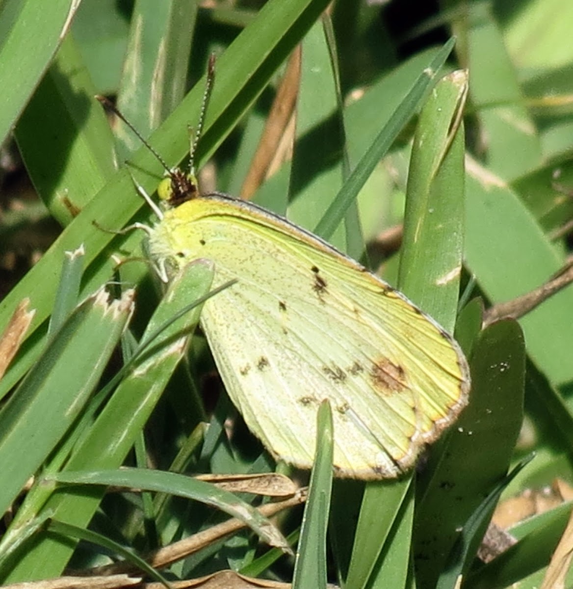 Little yellow butterfly