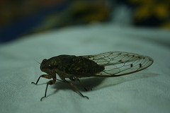 Borneo Cicada