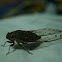 Borneo Cicada