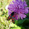Narrow-Bordered Five-Spot Burnet Moth / Livadna ivanjska ptičica