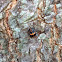 Multicolored Asian Ladybeetle, (pupa).
