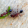Tree Ant