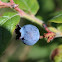 Canadian Blueberry