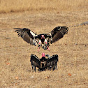 Red Headed Vulture