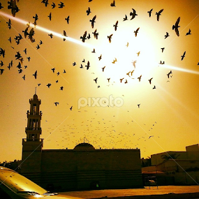 It always seemed to me a sort of clever stupidity only to have one sort of talent - like a carrier pigeon. #ramadankareem by Alejandro Domingo - Instagram & Mobile Android