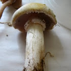 Agaricus?